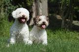 LAGOTTO ROMAGNOLO